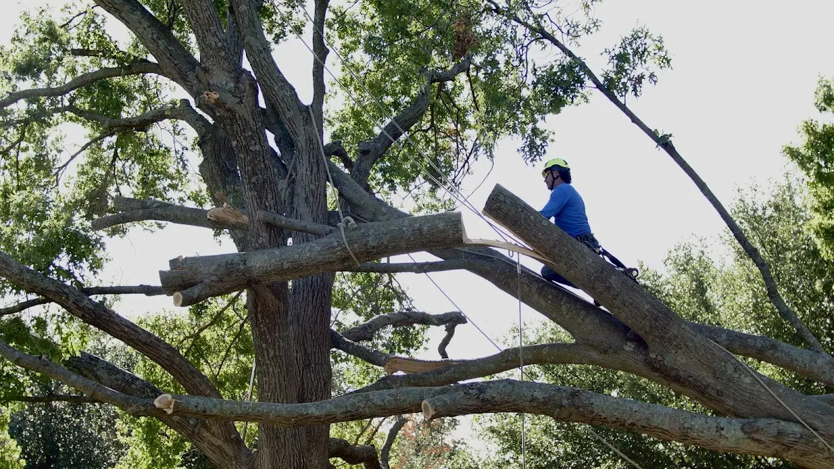 Professional Crown Thinning performed by certified arborists in Skidmore